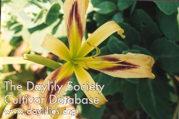 Daylily De Colores